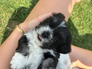 5 Søde hundehvalpe  - 4