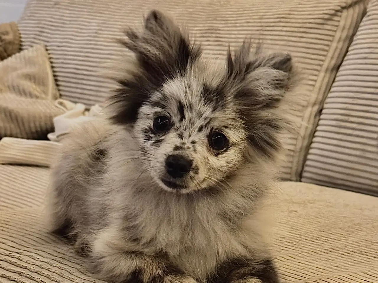 Billede 1 - Pomchi pige