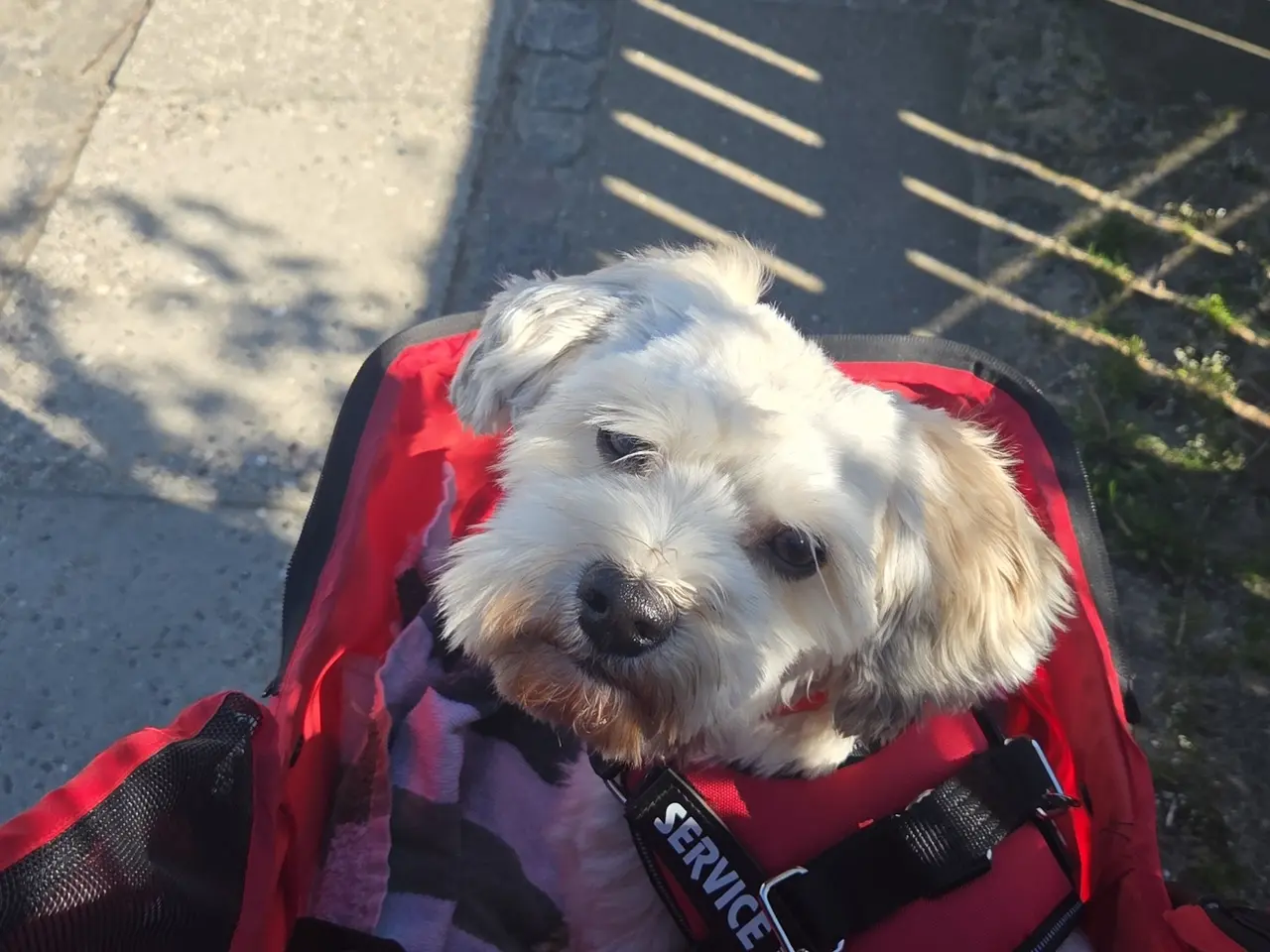 Billede 3 - Søger nyt hjem til vores elskede Eddie💔❤️