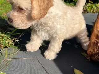 Labradoodle hvalpe (hanner)