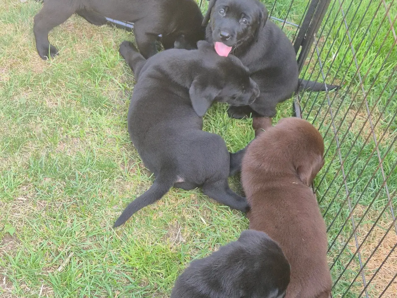 Billede 1 - Dejlige labrador hvalpe