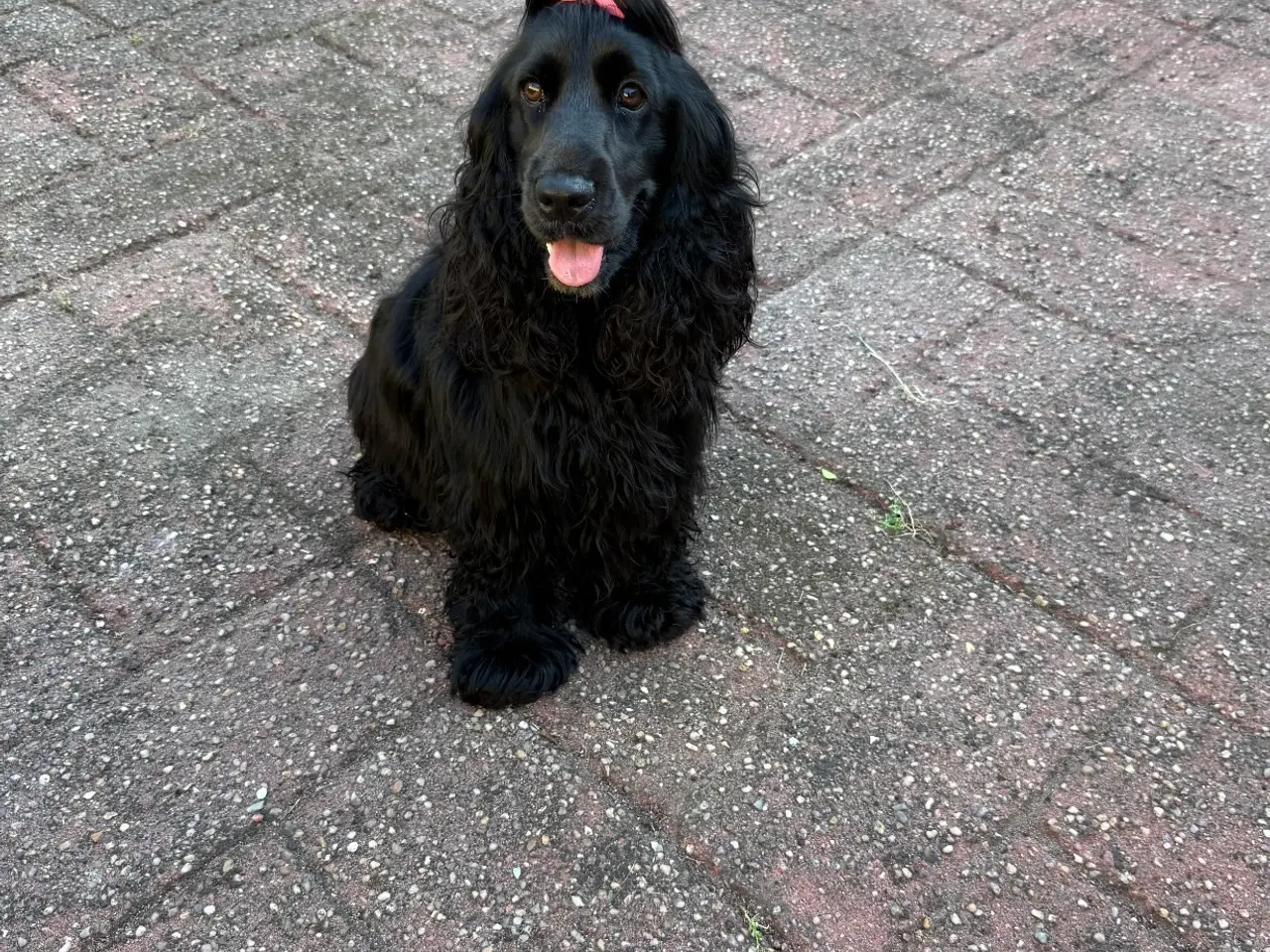 Billede 6 - 8 skønne Engelske Cocker Spaniel-hvalpe søger dere
