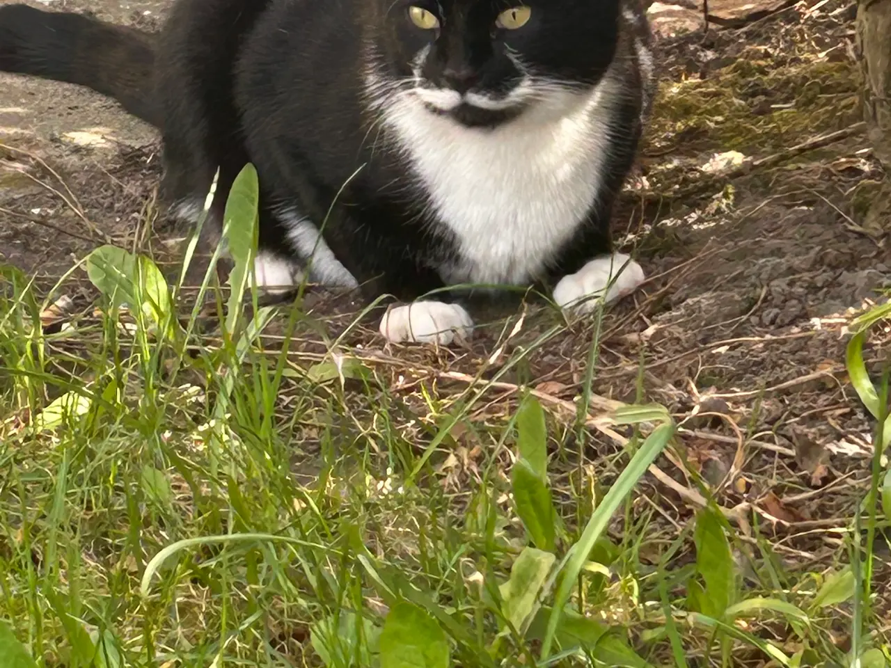 Billede 9 - Søde katte 