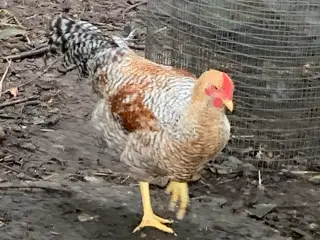 Bielefelder unghane