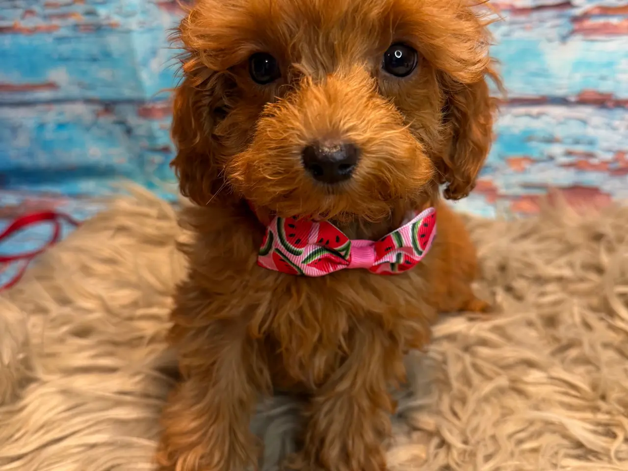 Billede 2 - 🐾✨ Skønne Mini Maltipoo hvalpe klar juli/August
