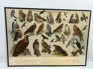 Vintage skoleplanche (Ugler og rovfugle)