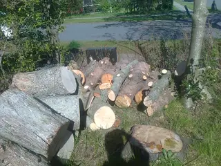 Flere Træstammer, brænde