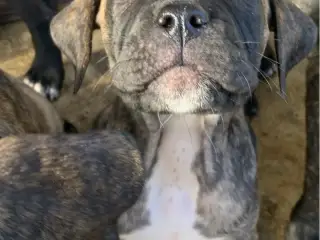 Presa canario / Cane Corso hvalpe