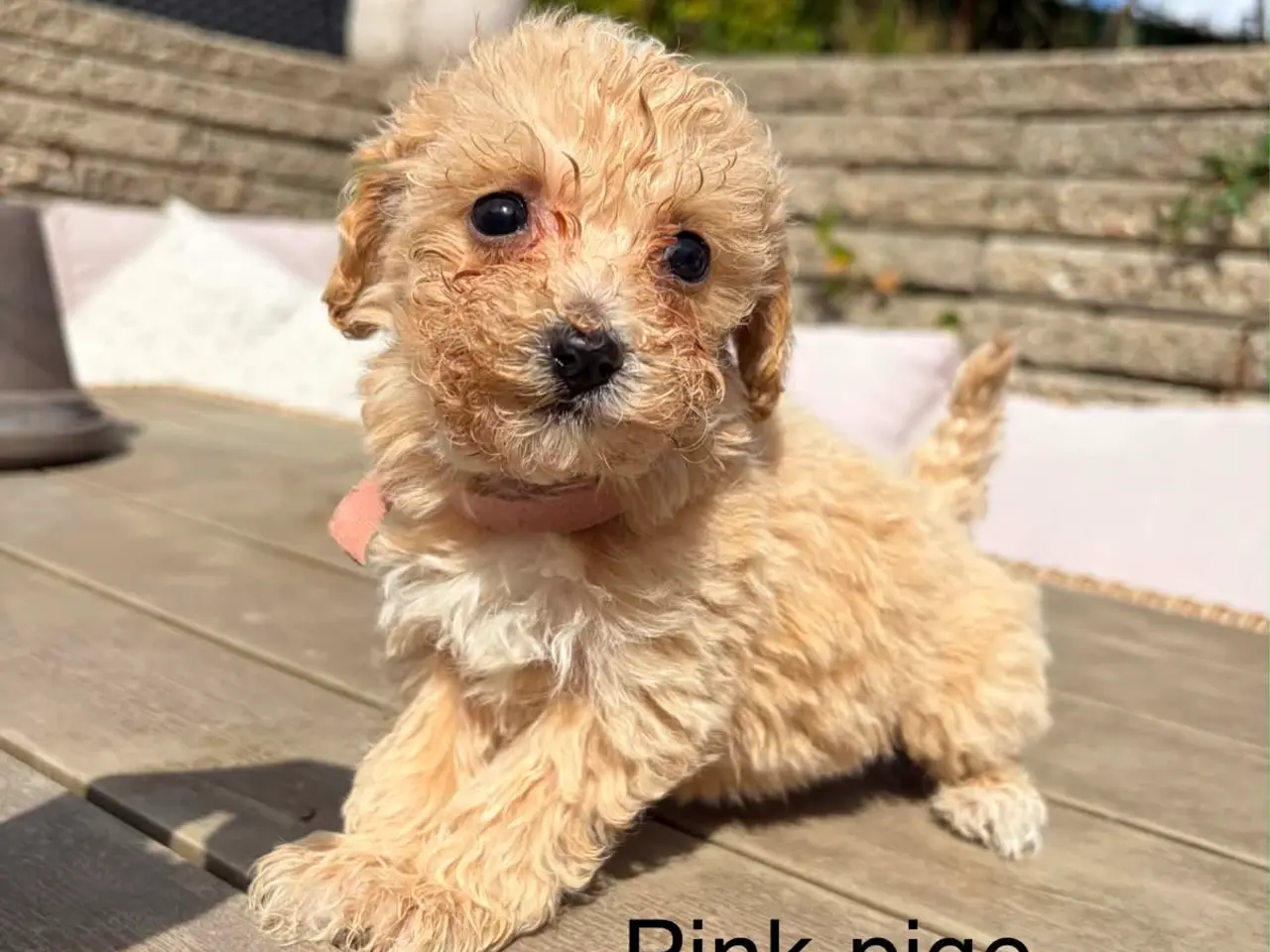 Billede 3 - Maltipoo salgsklar 8 uger fredag