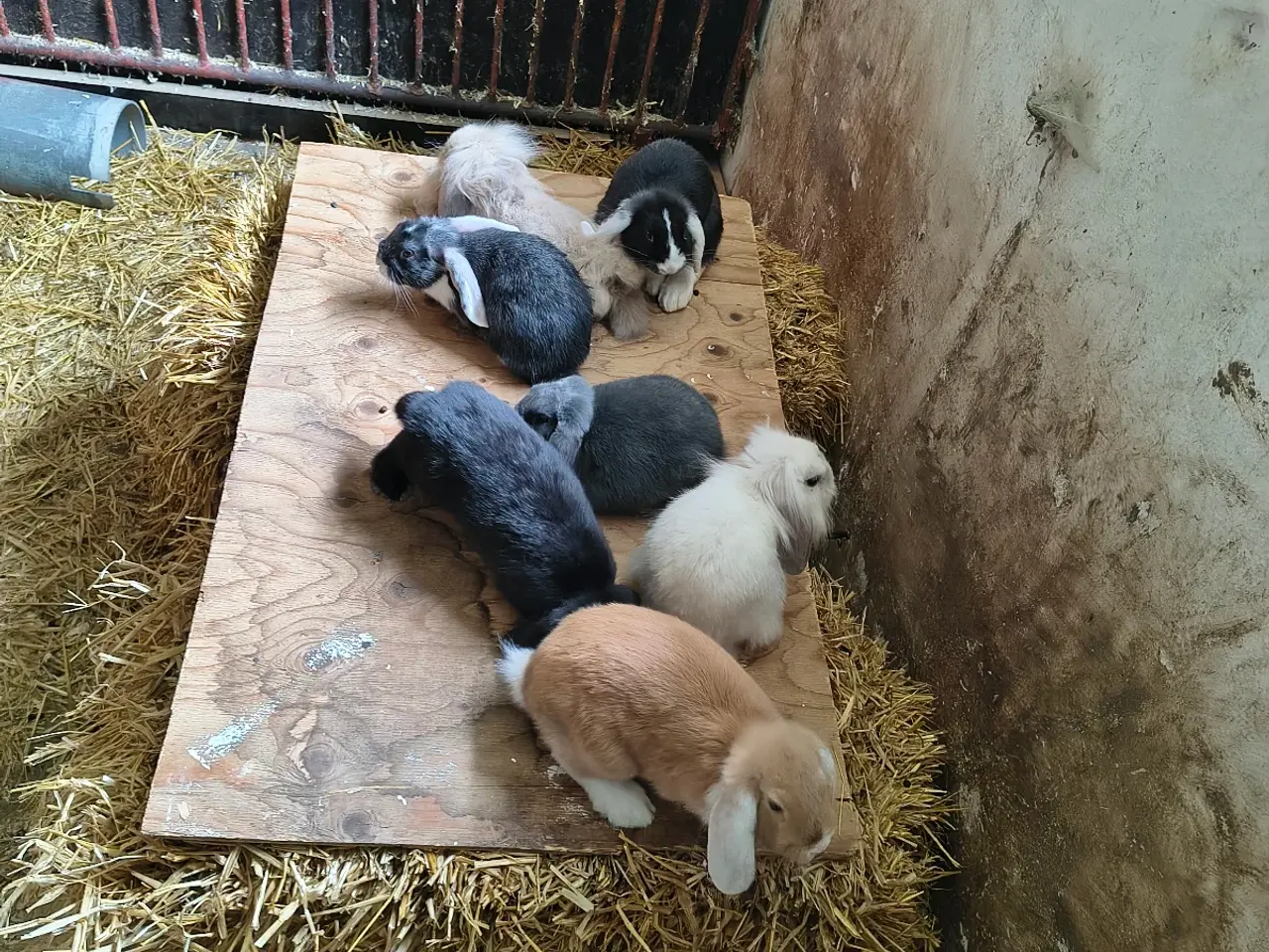 Billede 1 - Enkelt Løv 🦁