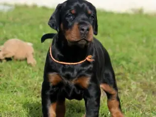 Dobermann hvalpe top kvalitet - 4