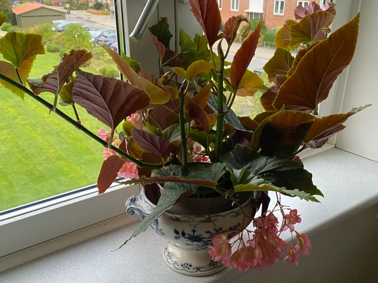 Billede 4 - Angel Wing Begonia med lyserøde blomster 