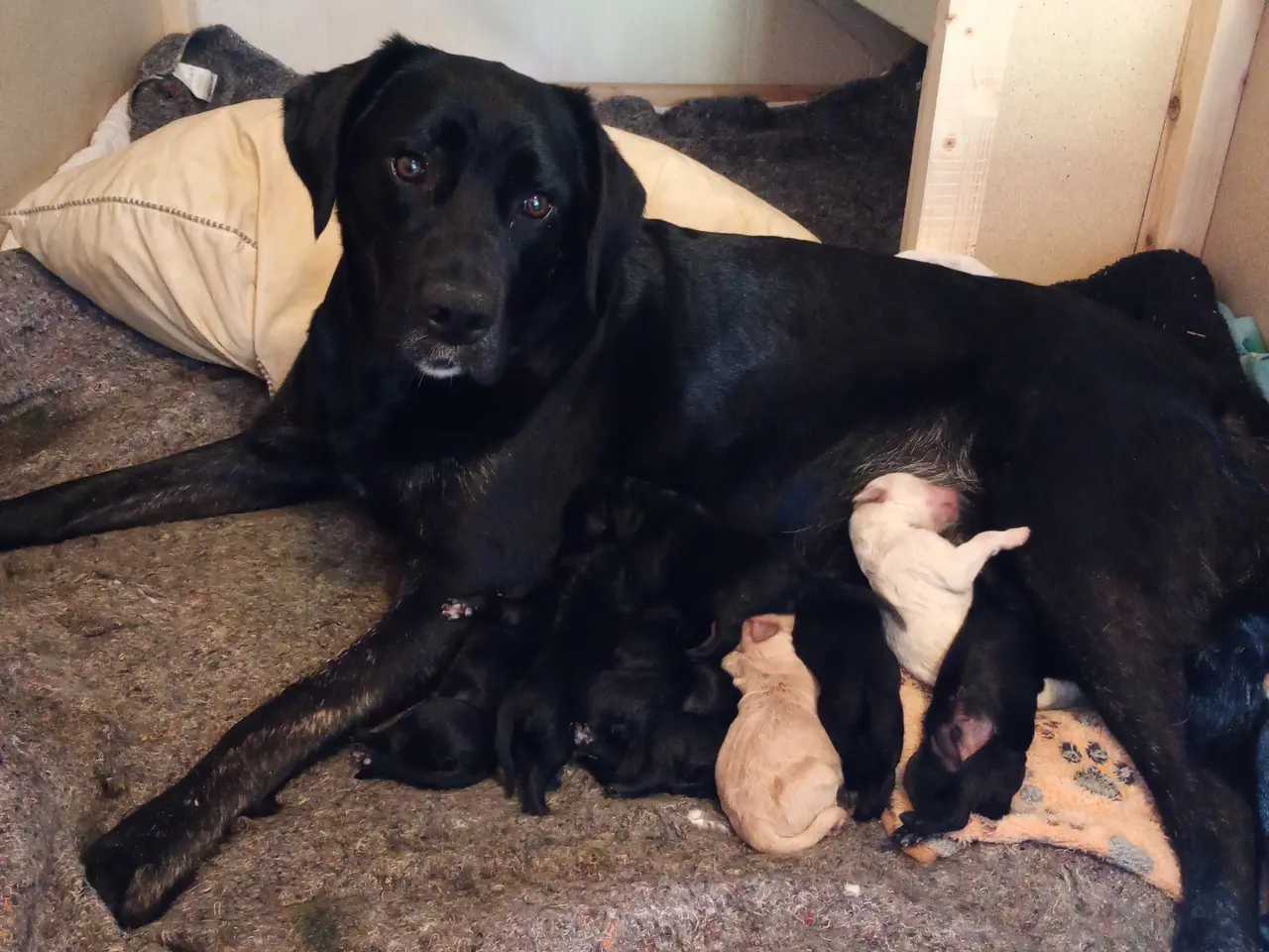 Billede 4 - 1. gen. labradoodle