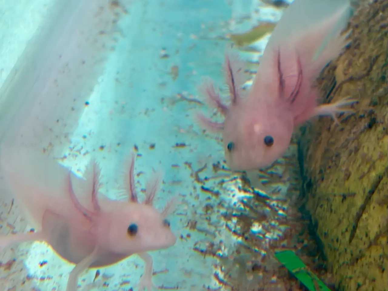 Billede 3 - Axolotl yngel