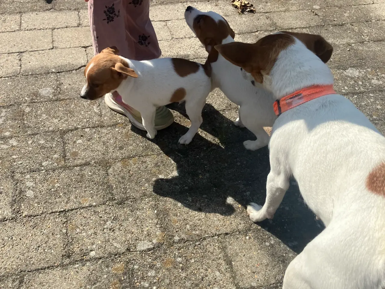 Billede 17 - Jack Russel hvalpe