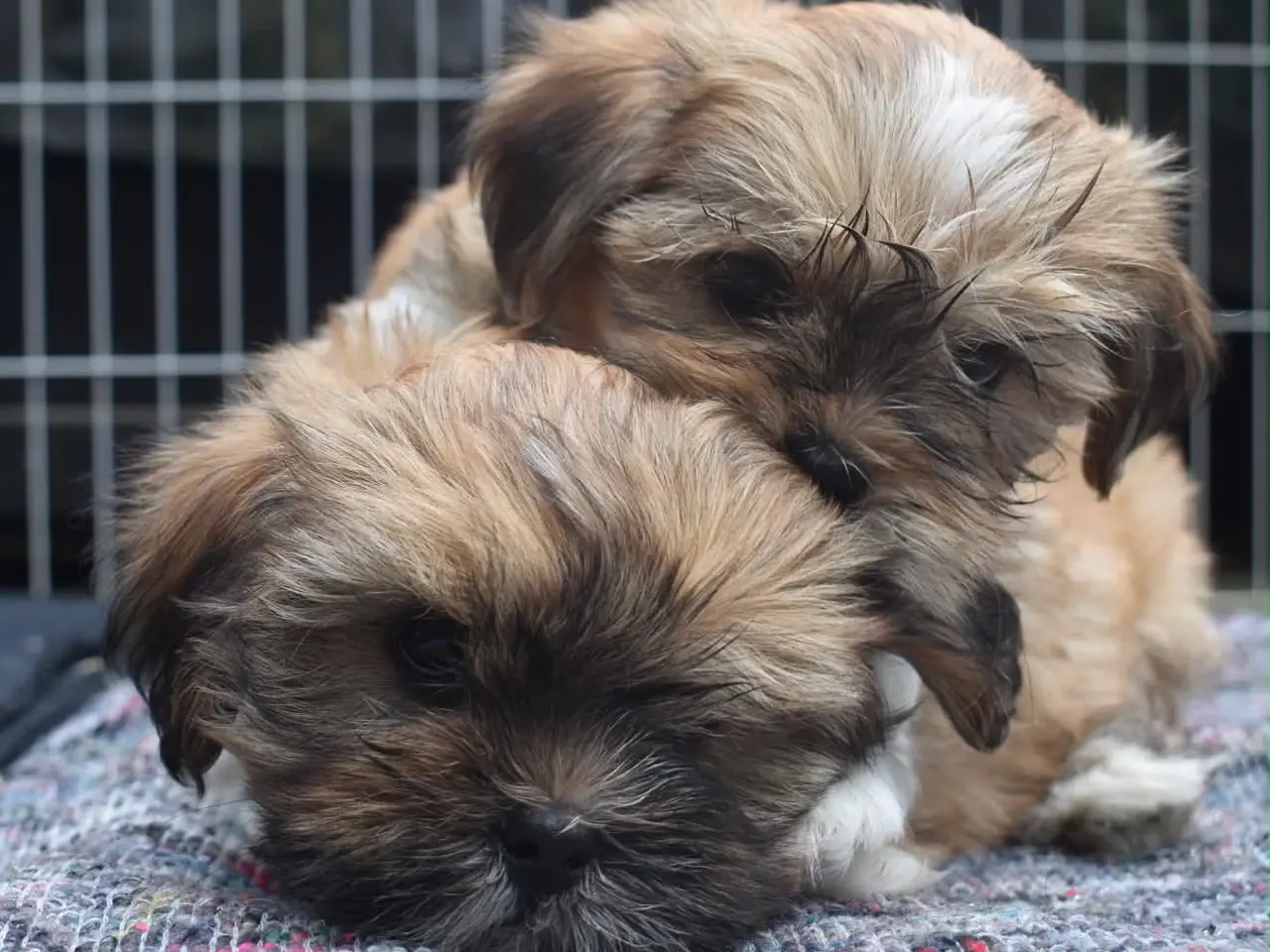 Billede 8 - Skønne Lhasa apso tæver med DKK stamtavle 