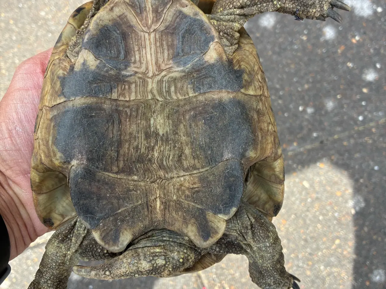 Billede 3 - Græske Landskildpadde han- Leo