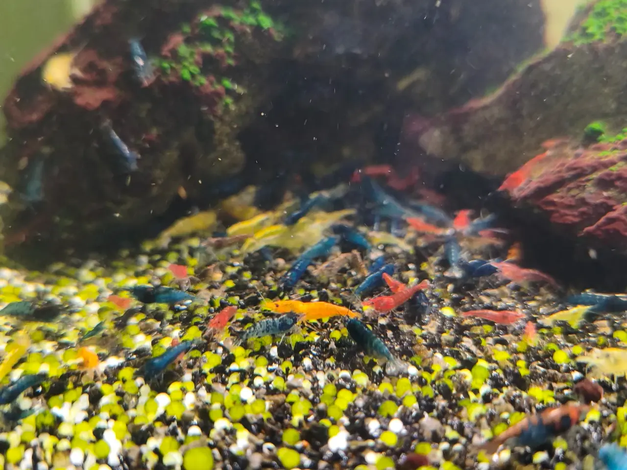 Billede 5 - 50 Neocaridina-mixrejer 🦐 | 100,-