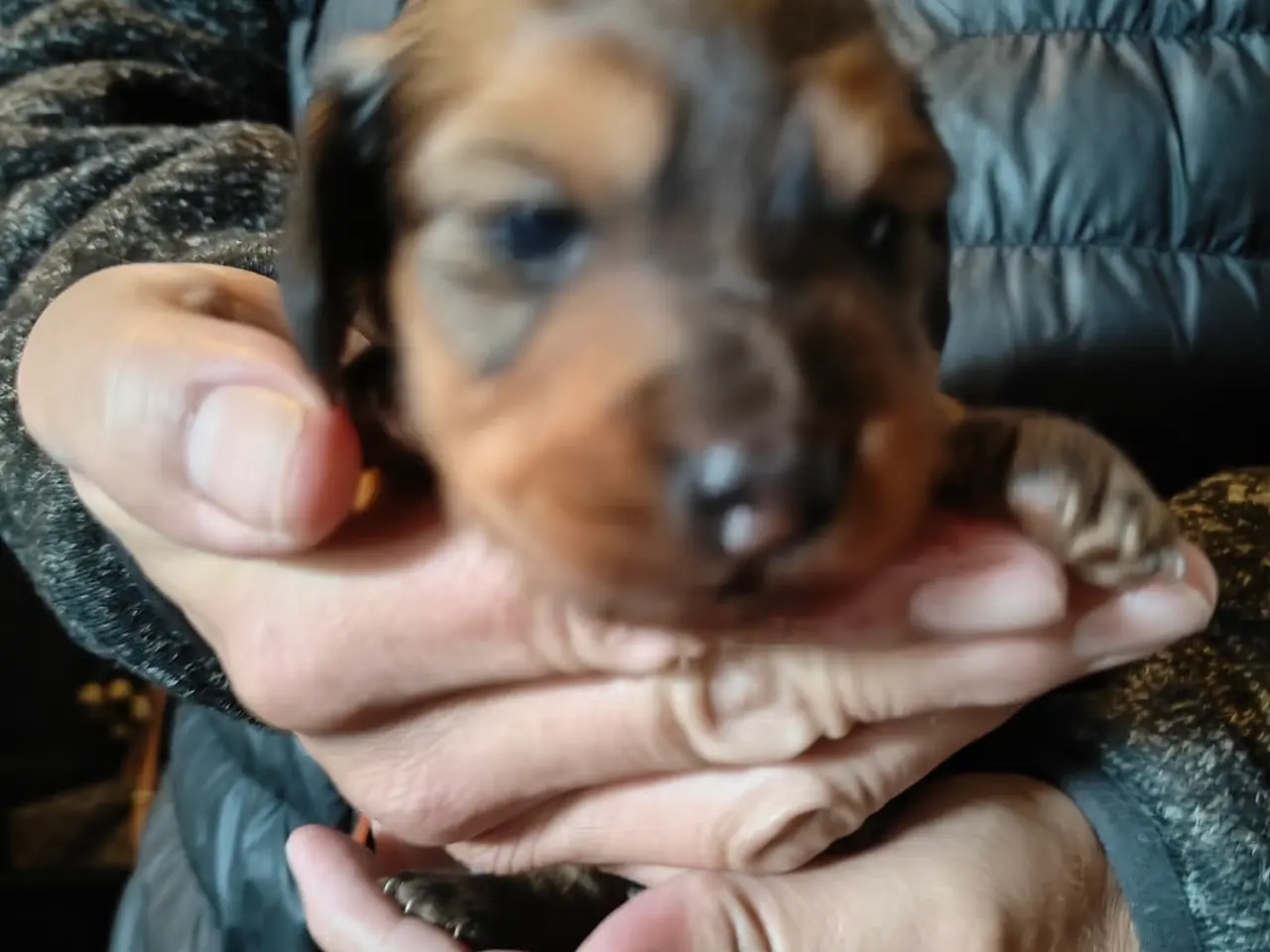 Billede 3 - Langhåret gravhunde dreng - 4 uger