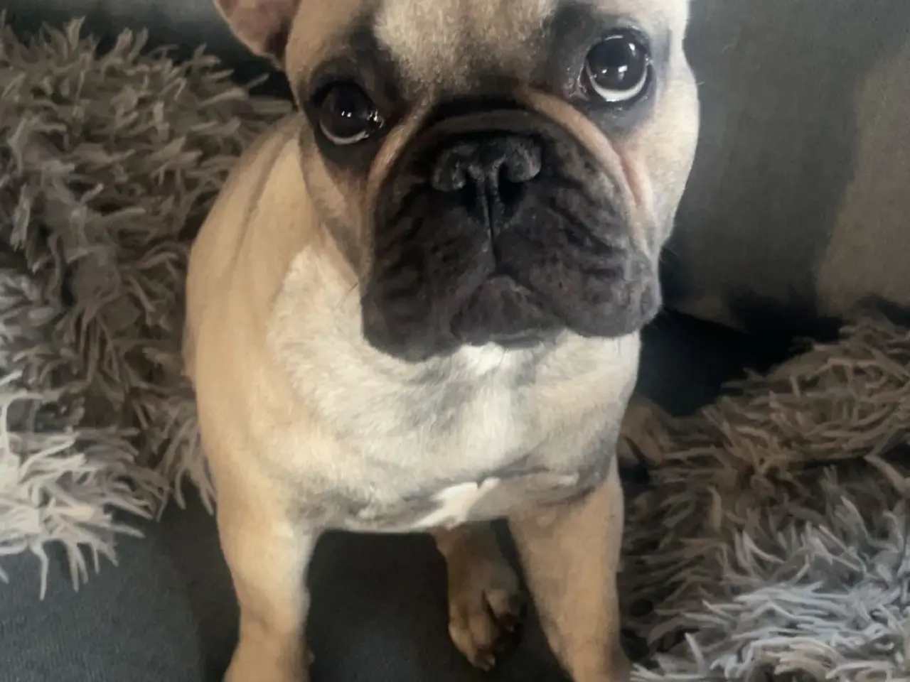 Billede 1 - Fransk Bulldog 