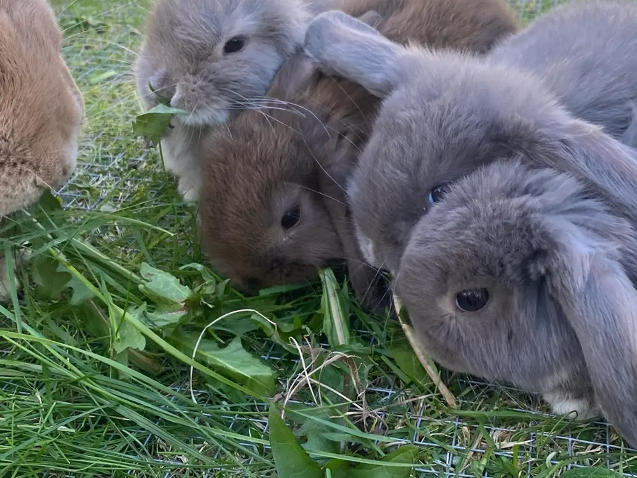 Billede 4 - Mini lop kaninunge
