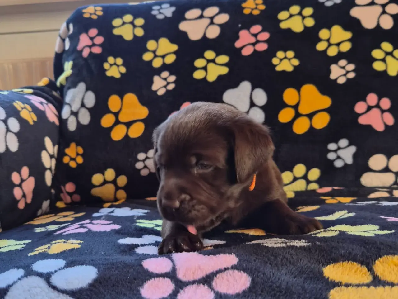 Billede 6 - Skønne gammeldags Labrador hvalpe.