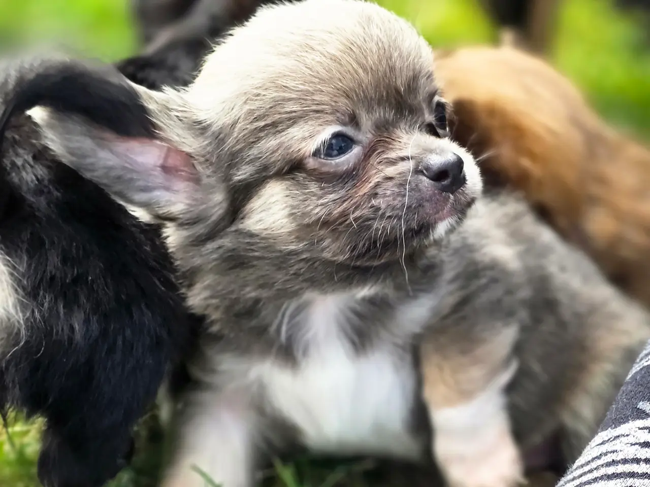 Billede 2 - Chihuahua han hvalp