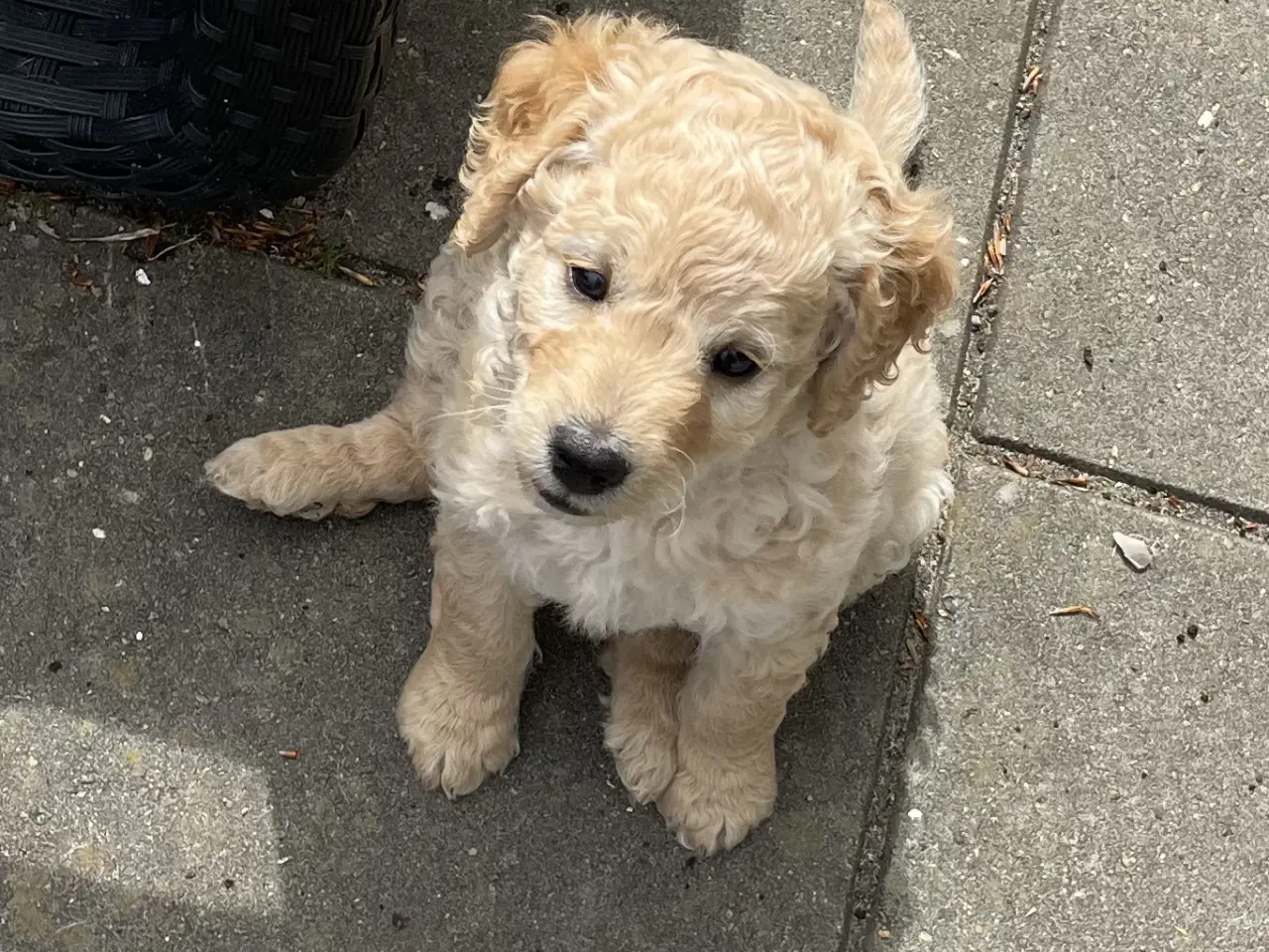 Billede 16 - Mini-labradoodle / doodle sælges