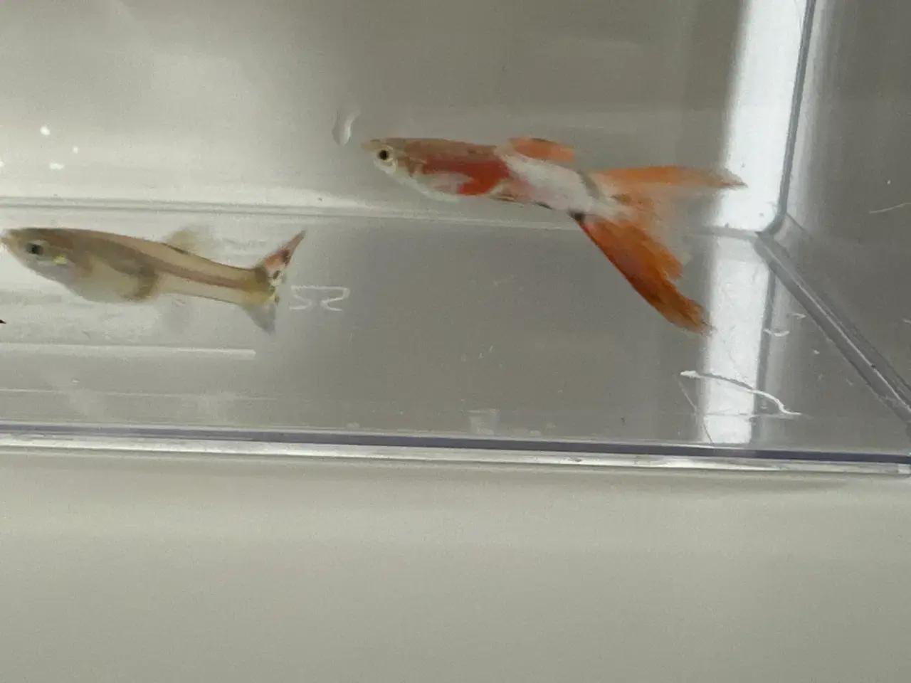 Billede 2 - American Pink White Guppy ren stammet