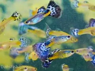 Green snakeskin guppy (renstammet)