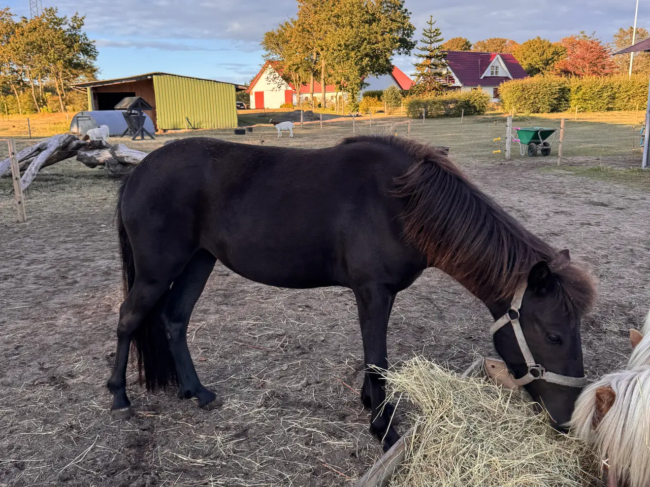 Billede 2 - 2-årig islænder
