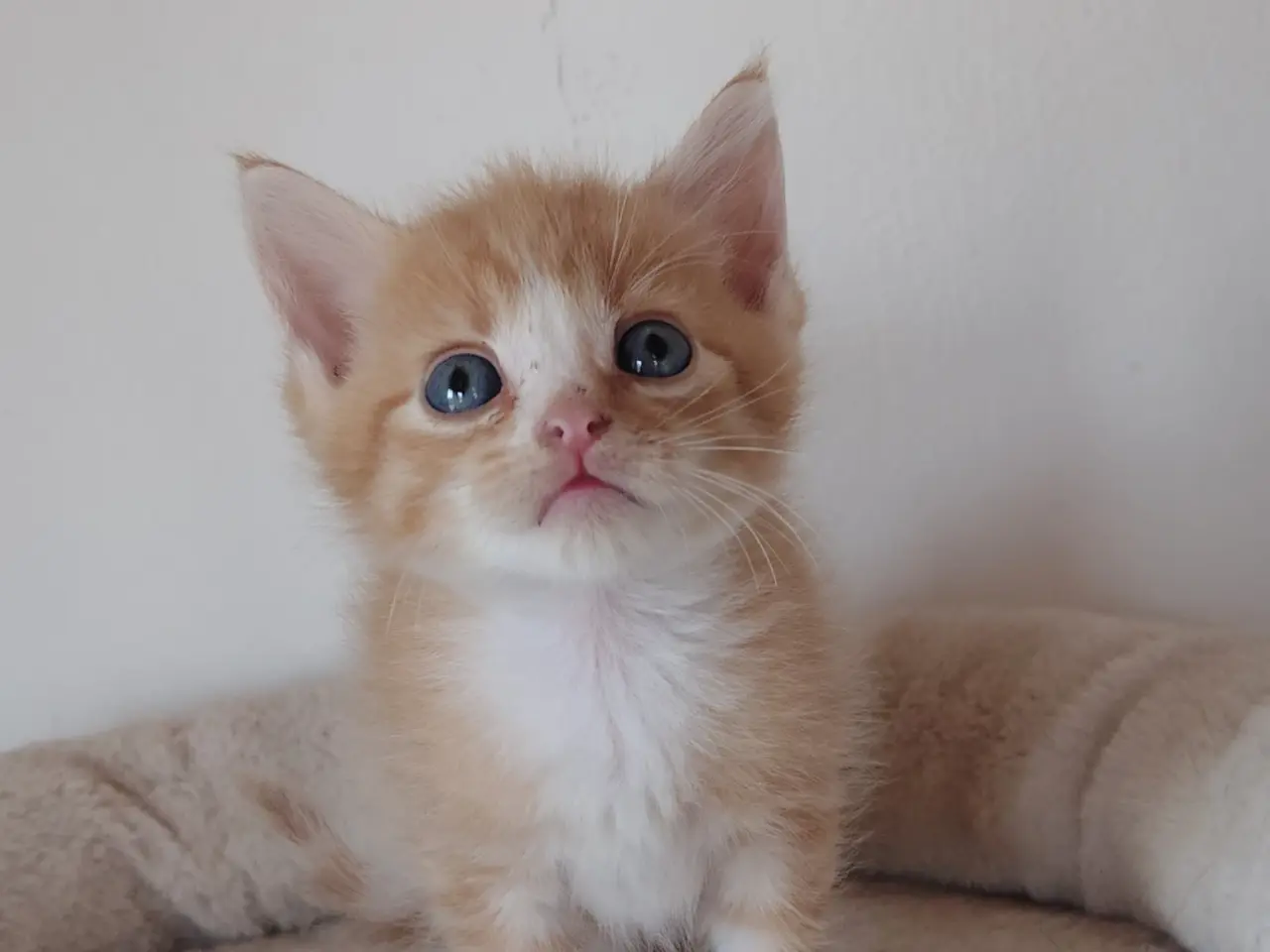 Billede 3 - Maine Coon Blandings killinger kan Resaveres nu🌸