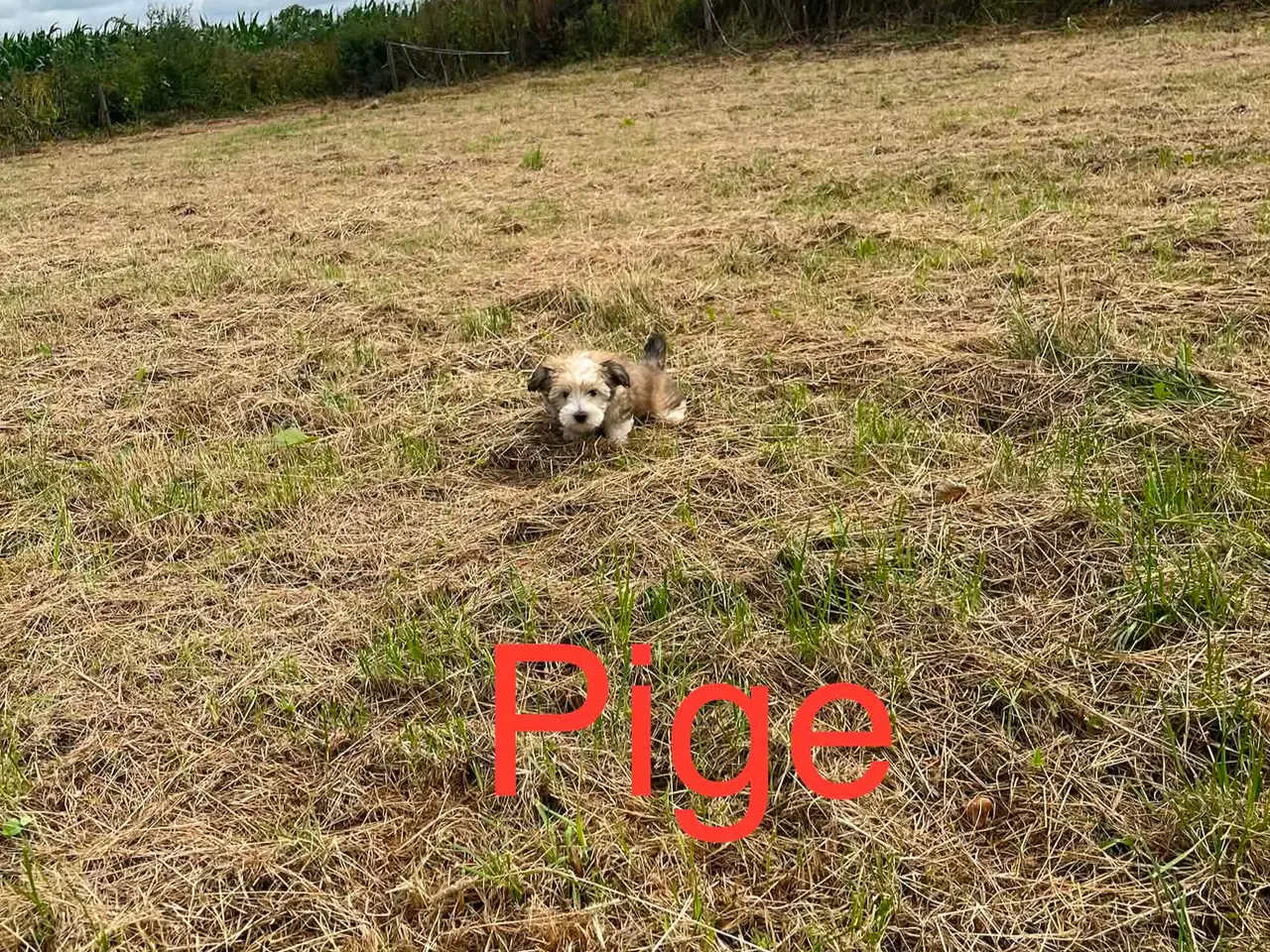 Billede 3 - Bichon Havanais hvalpe