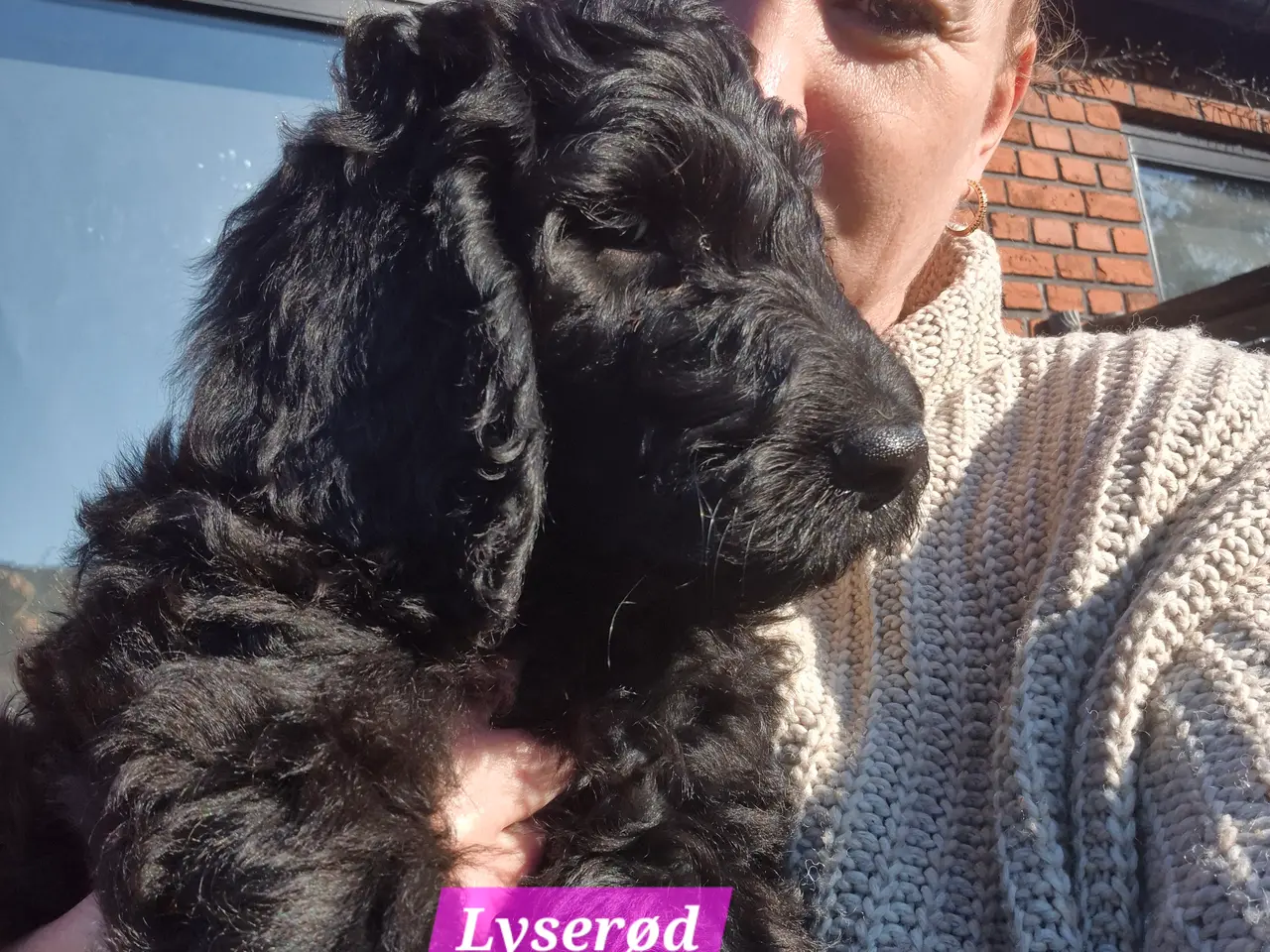Billede 4 - F1B Labradoodle 