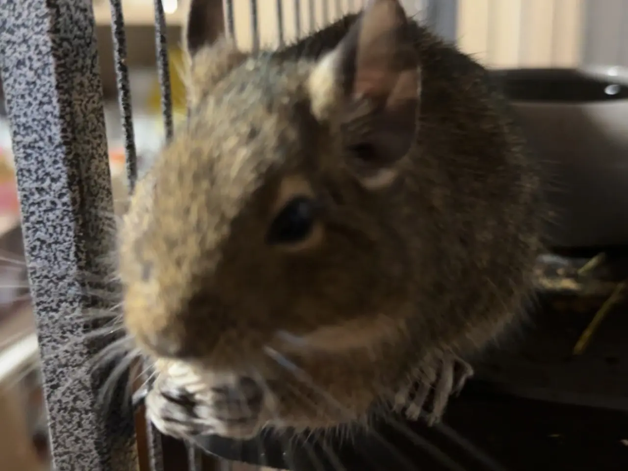 Billede 4 - To søde degu piger