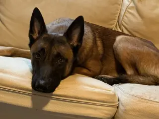 Belgisk Malinois 2 år