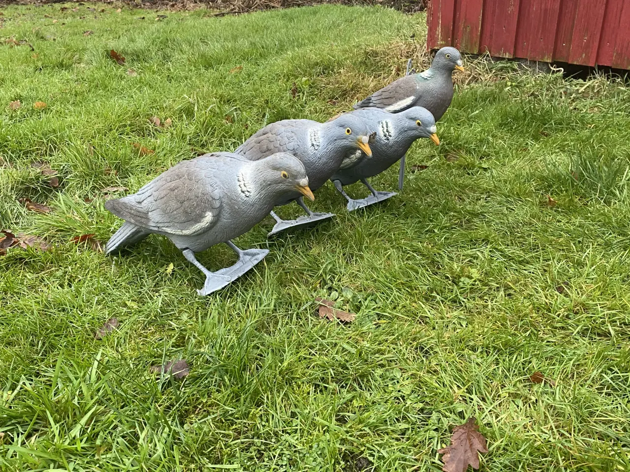 Billede 3 - Lokkeduer til jagt 