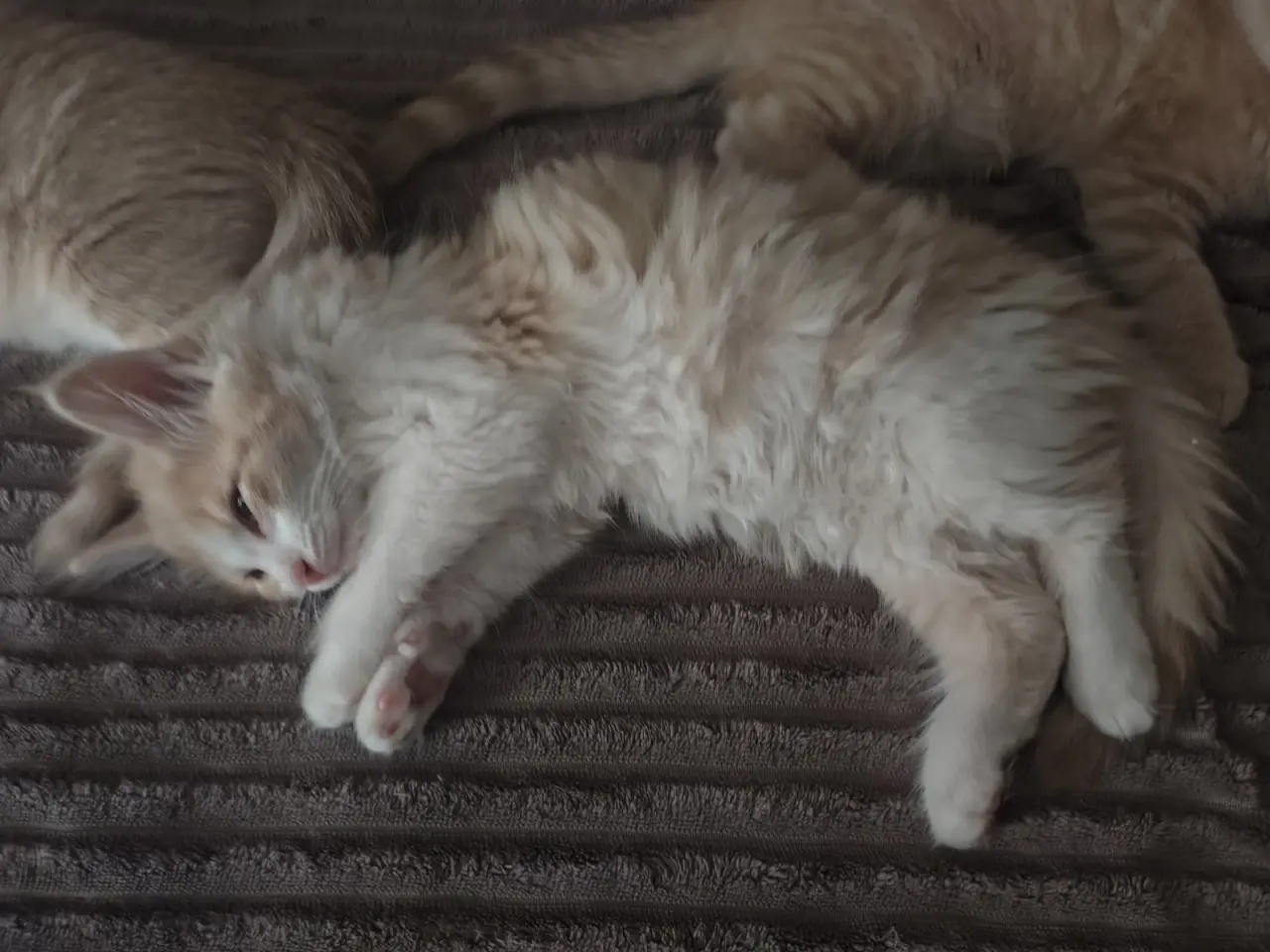 Billede 2 - Main Coon / Ragdoll blanding