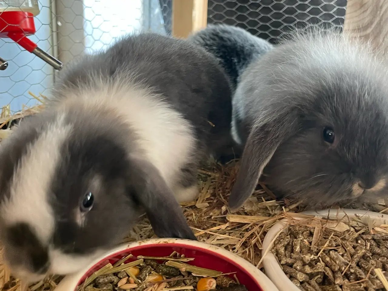 Billede 3 - Mini lop/ Lion lop kanin unger