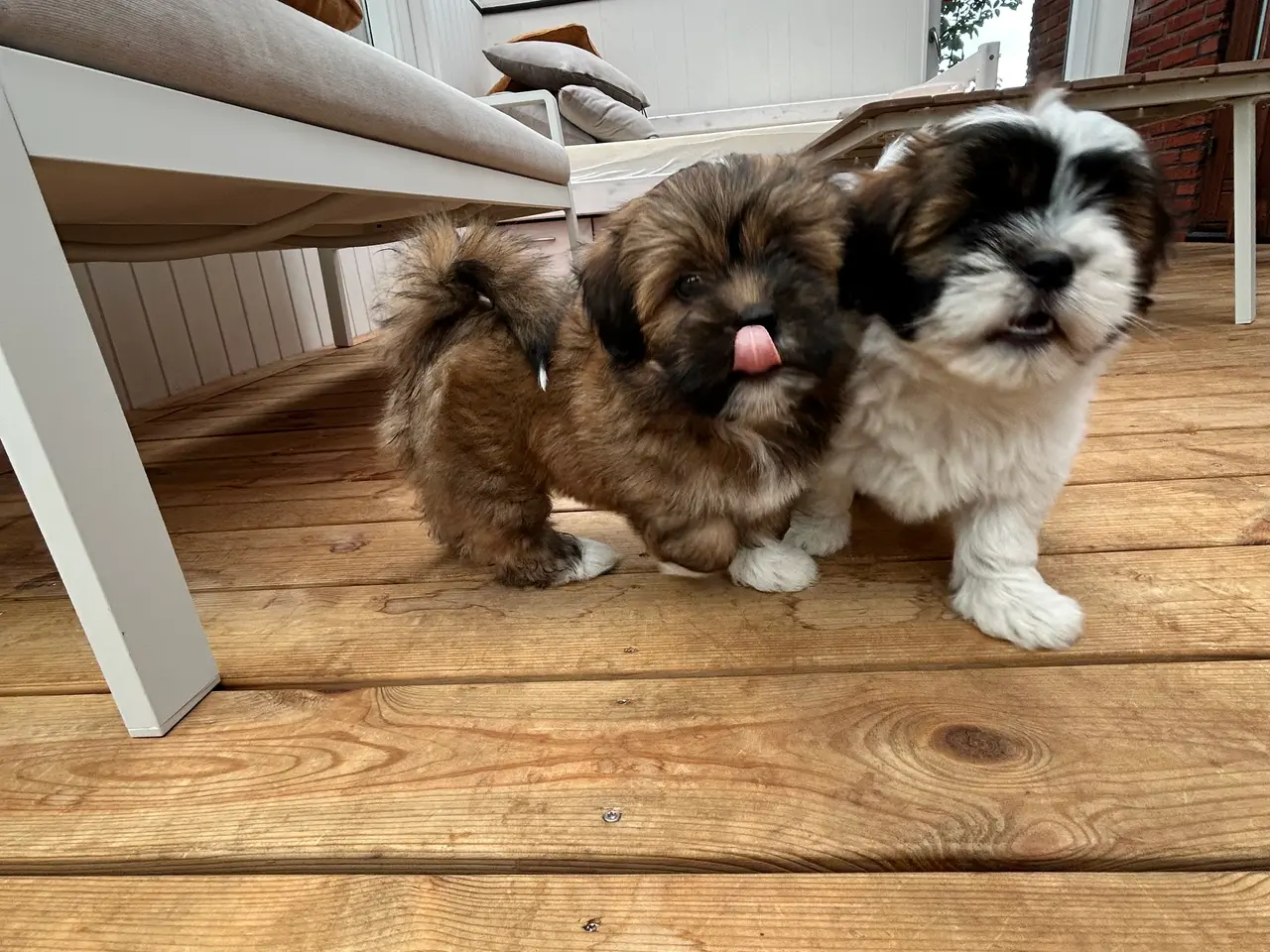 Billede 11 - 3 Lhasa Apso hvalpe, drenge