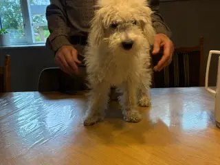 Labradoodle hvalpe - 2