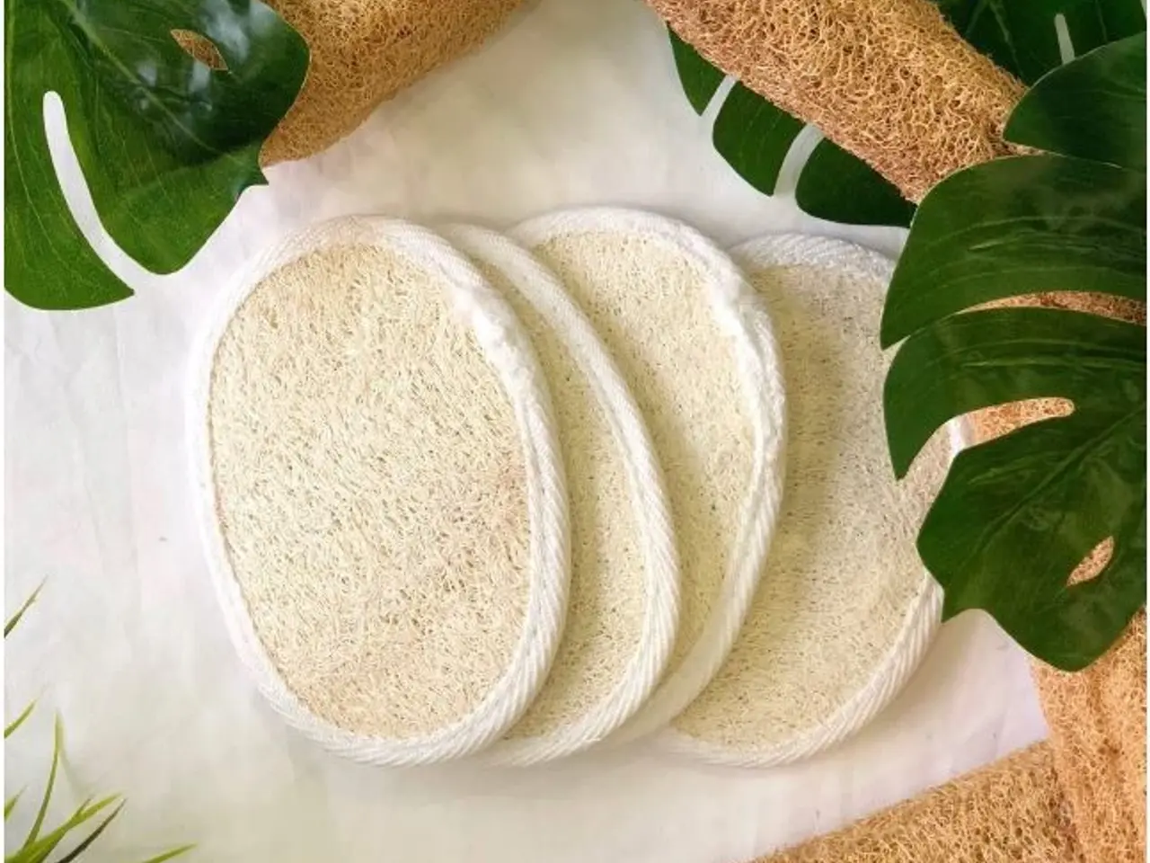 Billede 12 - 40 Loofah Frø inkl. levering. 