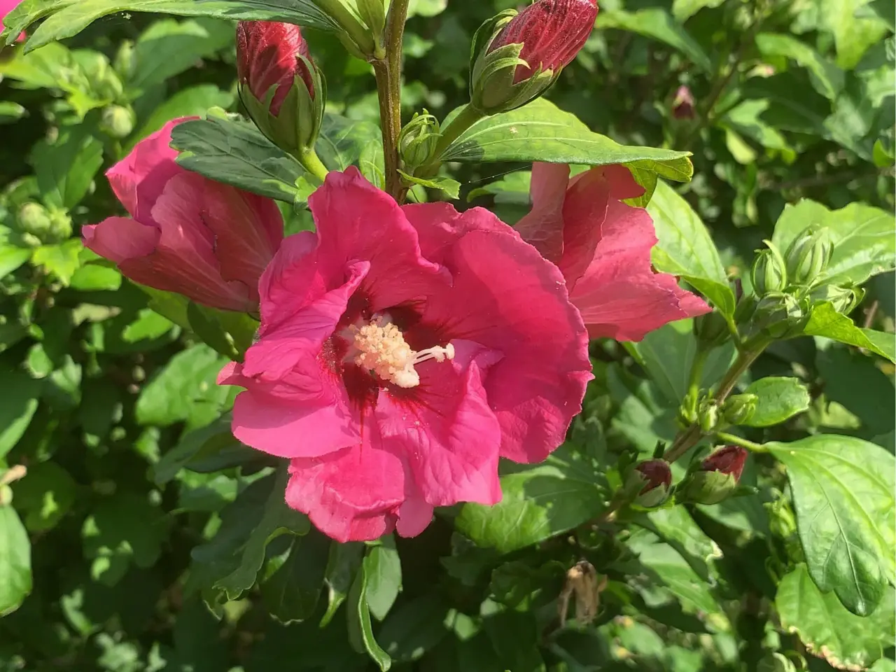 Billede 1 - Havehibiscus