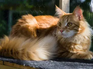 Hej, jeg hedder Melvin 🐾