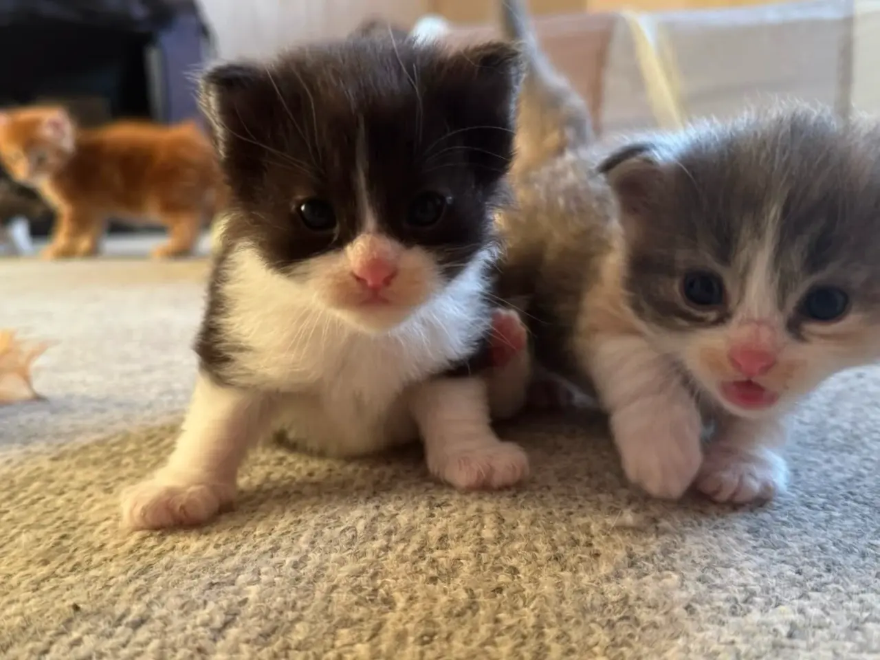 Billede 5 - 🖤Nuttet Maine Coon/Ragdoll hankilling🖤