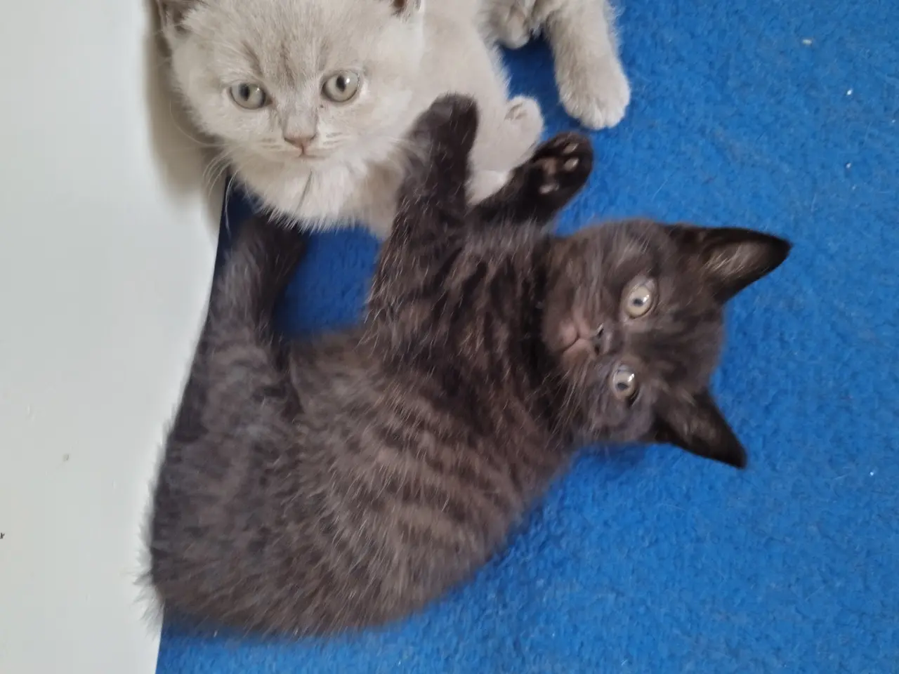 Billede 2 - British shorthair, Dokkedal´s Marilyn Monroe