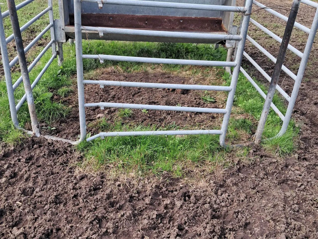 Billede 1 - Kalve foder skjul