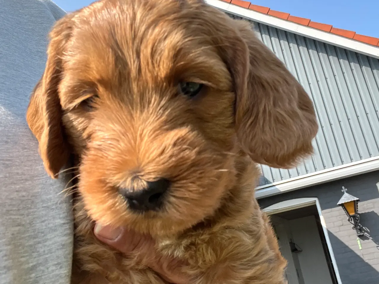 Billede 4 - De sødeste cockapoo