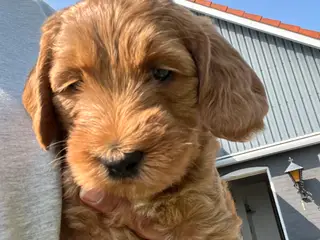 De sødeste cockapoo  - 4