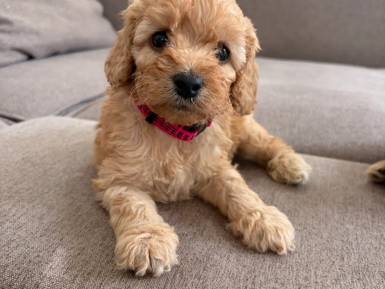 Billede 1 - Doodle hundehvalpe til salg🐶